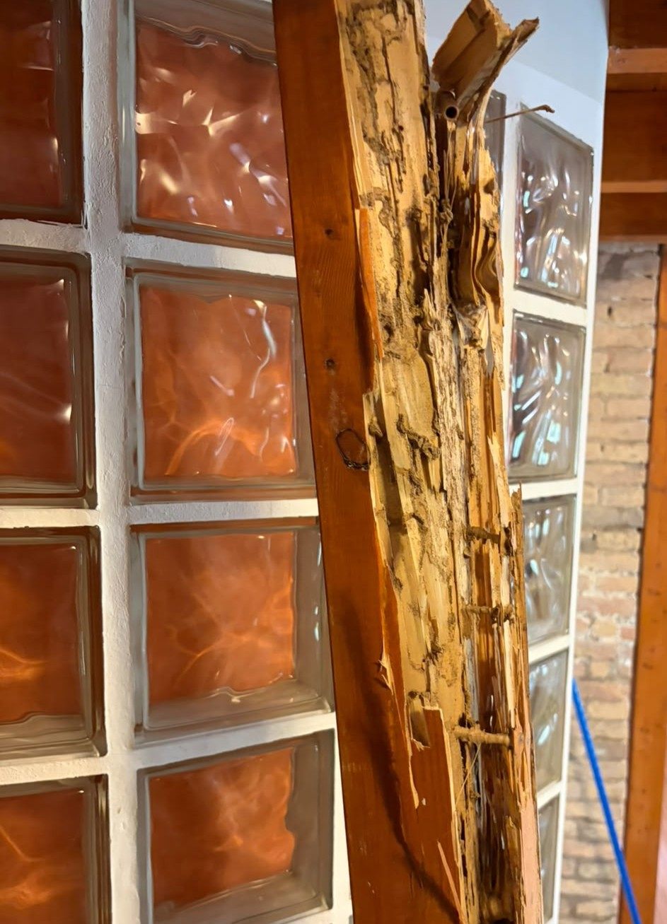 Interior de una viga de madera gravemente afectada por termitas en La Eliana