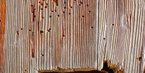 Daños y revisión de termitas en estructura de madera